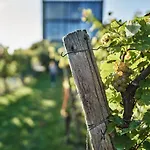 Gaestehaus Im Weingut Am Stein בית נופש *