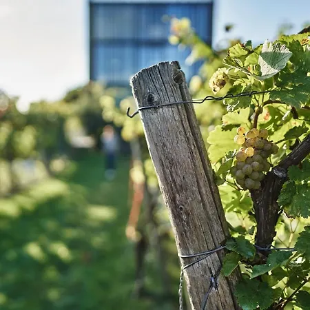 Gaestehaus Im Weingut Am Stein 別荘 *
